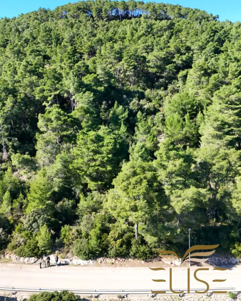 smokvica zemljište 3.webp