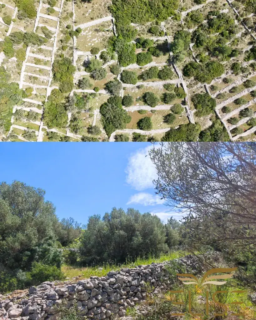 PICTURESQUE OLIVE GROVE NEAR VELA LUKA