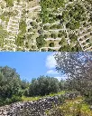 PICTURESQUE OLIVE GROVE NEAR VELA LUKA